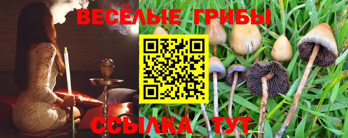 Михайловск  наркотики  Вход с VPN  Псилоцибиновые грибы Cubensis 